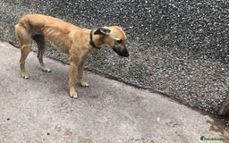 Lurcher dogs for sale: Sandy  - Image 4
