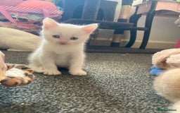British Shorthair cats for sale: Kittens READY TO LEAVE British SH/Russian white - Image 9