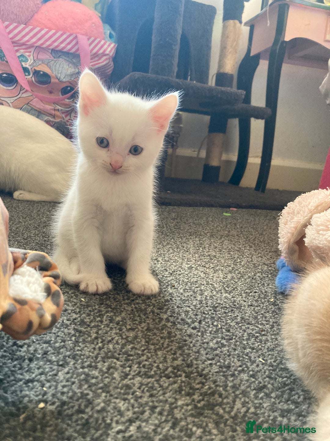 British Shorthair cats for sale: Kittens READY TO LEAVE British SH/Russian white - Image 9
