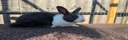 Dutch rabbits for sale: Dutch Rabbit in Great Yarmouth - Advert 2