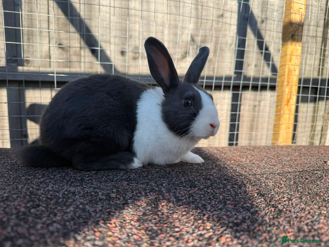 Dutch rabbits for sale: Dutch Rabbit in Great Yarmouth - Advert 2