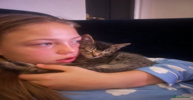 Mixed Breed cats - Advert 10