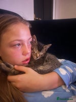 Mixed Breed cats - Advert 15