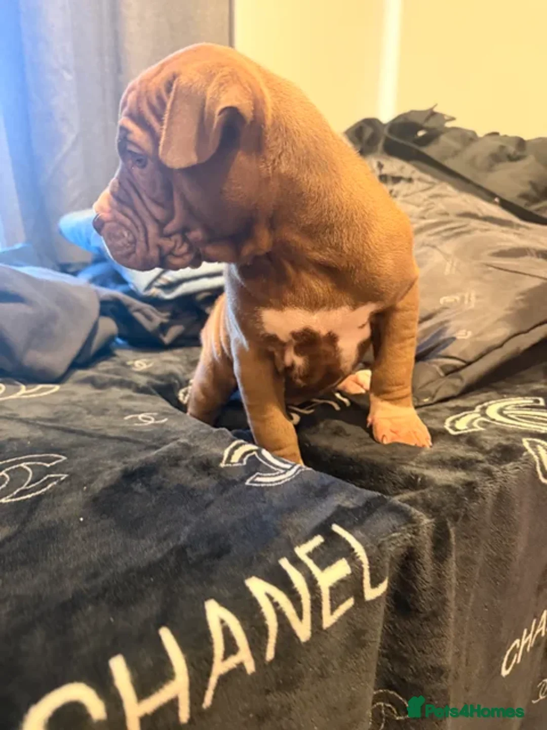 Mixed Breed dogs for sale: PUPPIES READY FOR NEW HOMES - 8 WEEKS+ OLD  - Advert 21