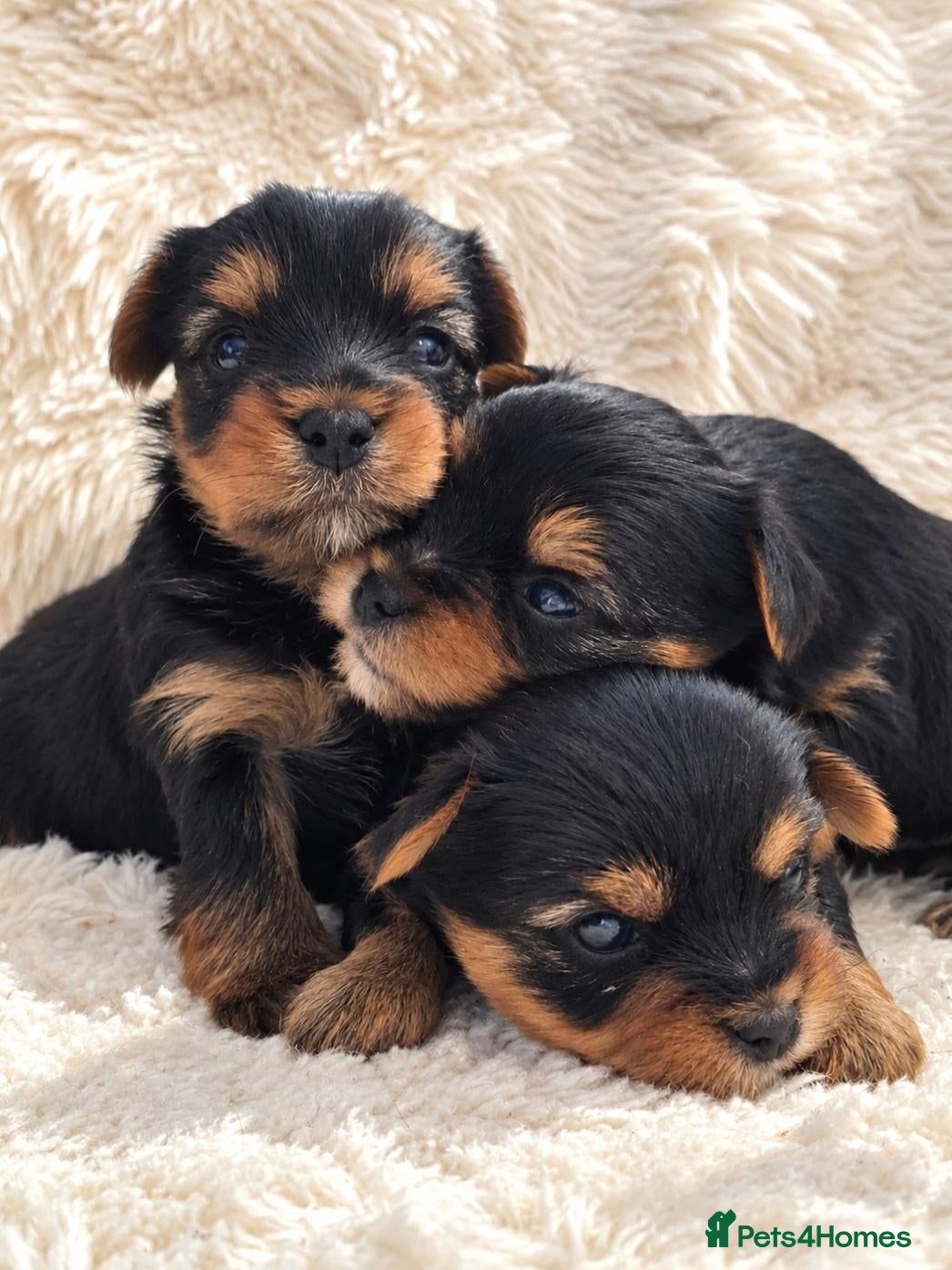 Yorkshire Terrier dogs Gorgeous boys! - Advert 1