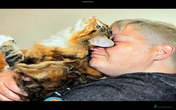 Maine Coon cats for sale: Active female maincoon gccf and tica - Image 7