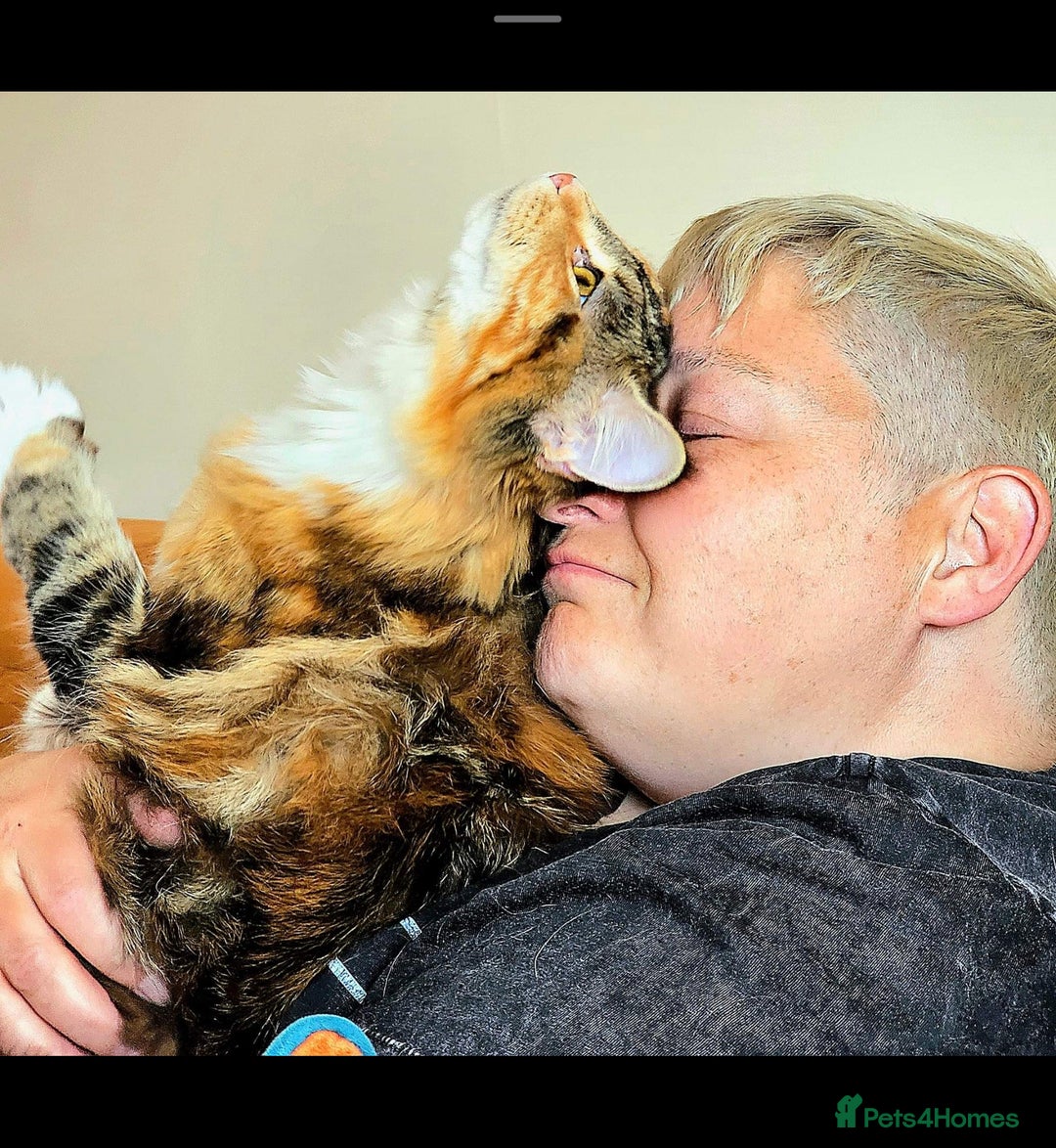 Maine Coon cats for sale: Active female maincoon gccf and tica - Image 7