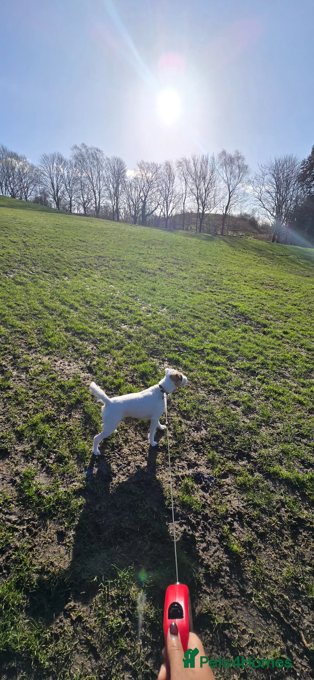 Mixed Breed dogs for sale: Layla - Advert 2