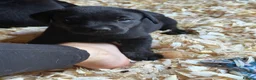 Labrador Retriever dogs for sale: 🖤 KC Reg Black Lab Pups 2 Girls Available 🖤 - Advert 4