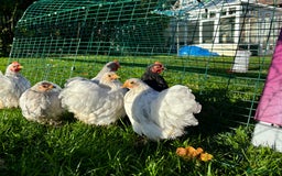 Chickens poultry for sale: Trio of bantams  - Image 11