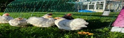 Chickens poultry for sale: Pekin bantams hens and cockerels  - Advert 11