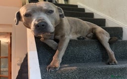 Staffordshire Bull Terrier dogs for sale: Benji - Image 4