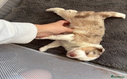 Border Collie dogs for sale: Only one girl left. - Image 15