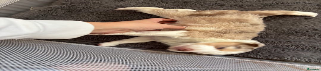 Border Collie Puppy 1