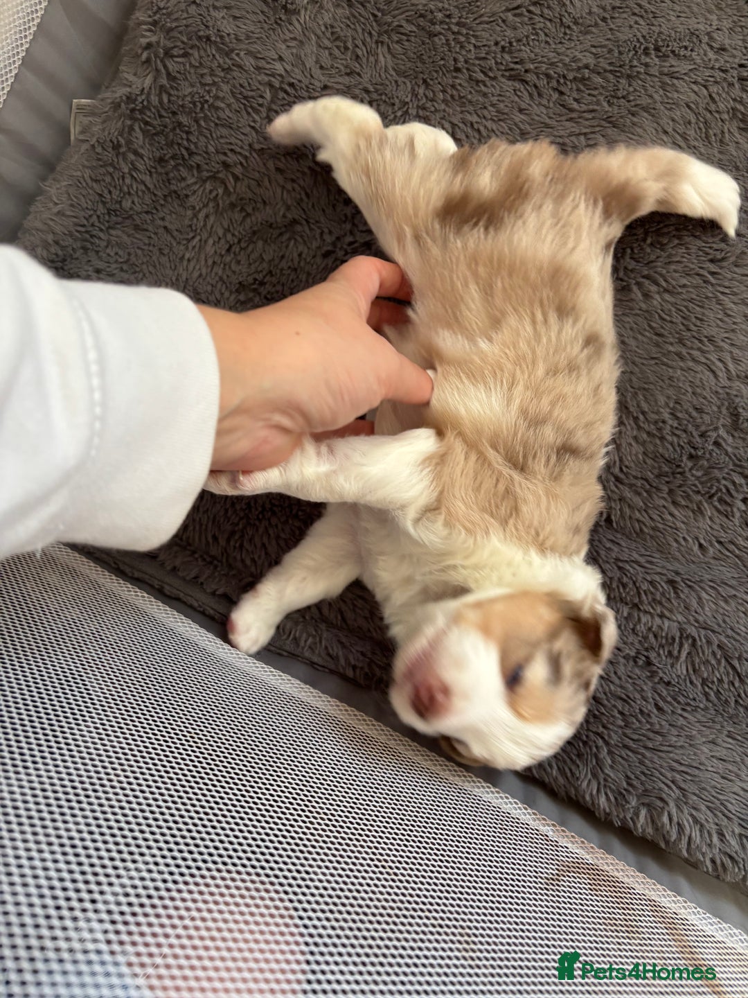 Border Collie dogs for sale: Only one girl left. - Image 15