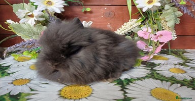 Lionhead rabbits in Barnsley - Advert 14