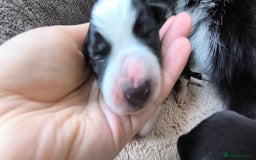 Border Collie dogs for sale: Border Collie Puppies - Image 6