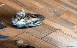 Mixed Breed cats for sale: Beautiful mixed breed kittens  - Image 4
