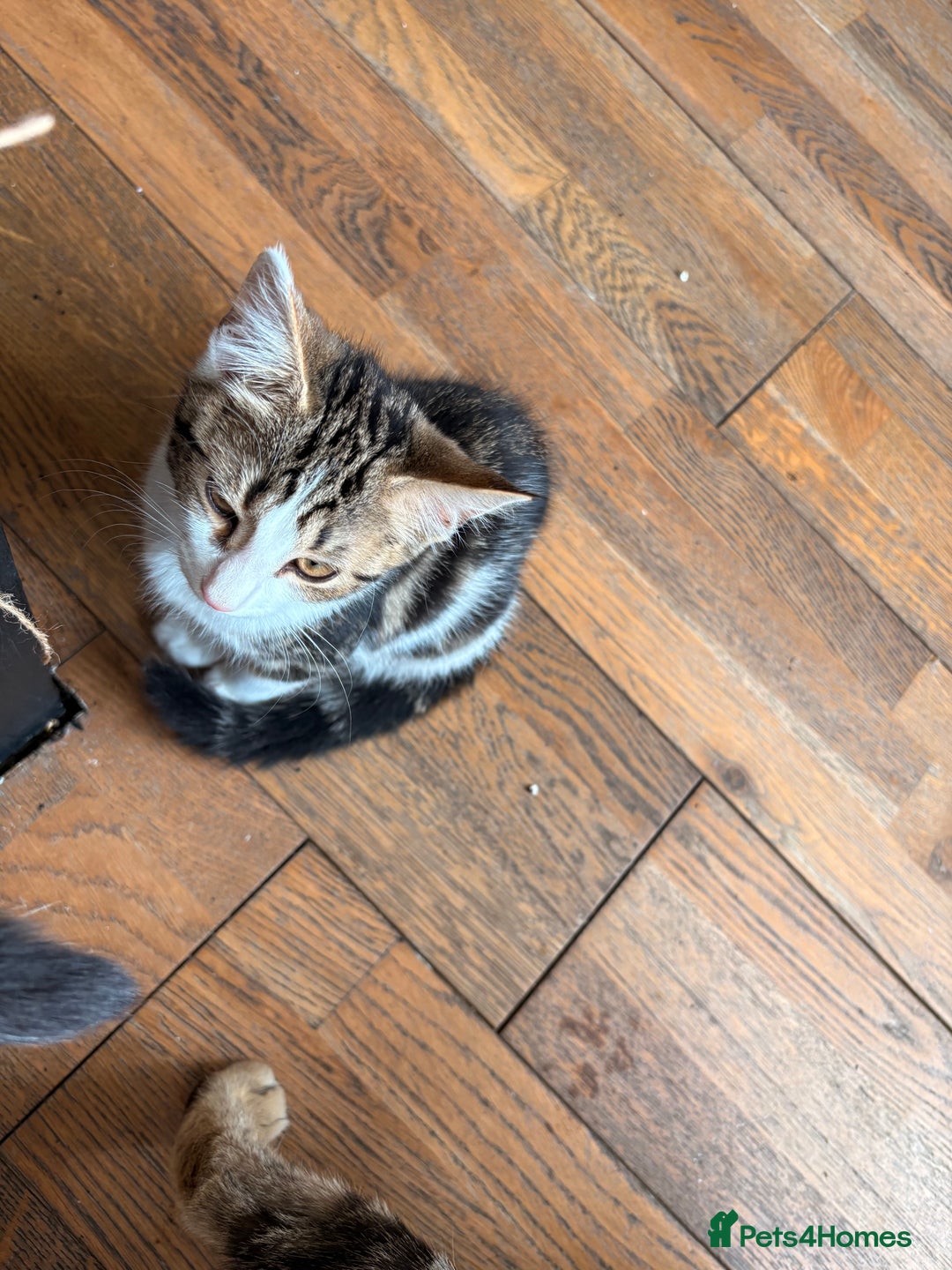Mixed Breed cats for sale: Beautiful mixed breed kittens  - Image 4
