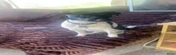 Jack Russell dogs for stud: Guinness in Colyton - Advert 1