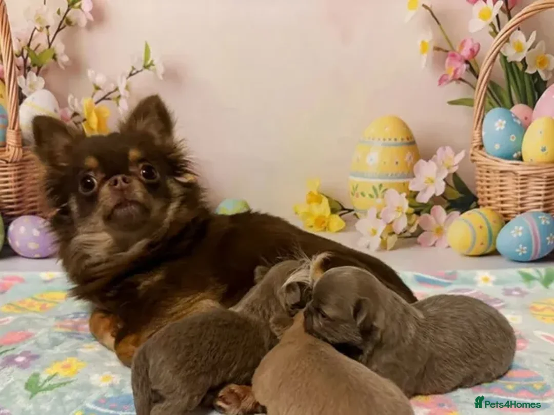 Chihuahua dogs for sale: Beautiful Chihuahua Puppies in Leicester - Advert 1