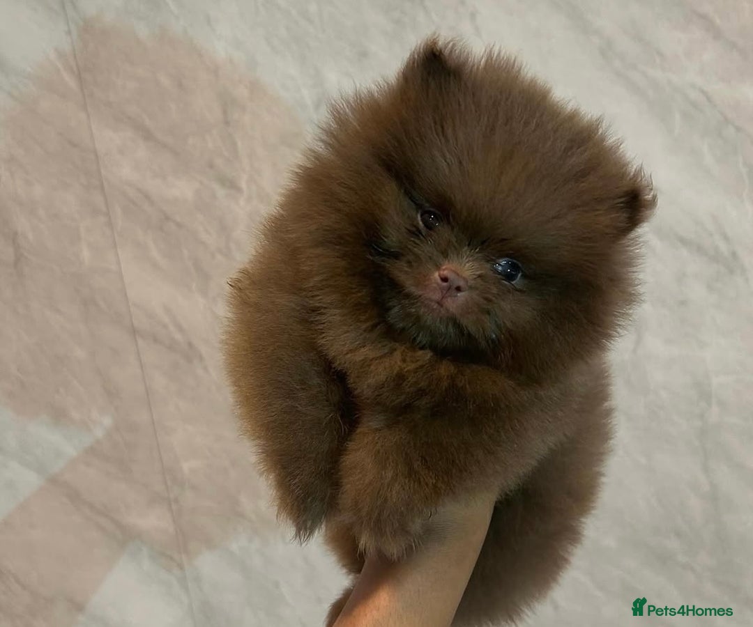 Pomeranian dogs for stud: Russian & Taiwanese  Pomeranian stud chiao li ya in Willenhall - Image 4