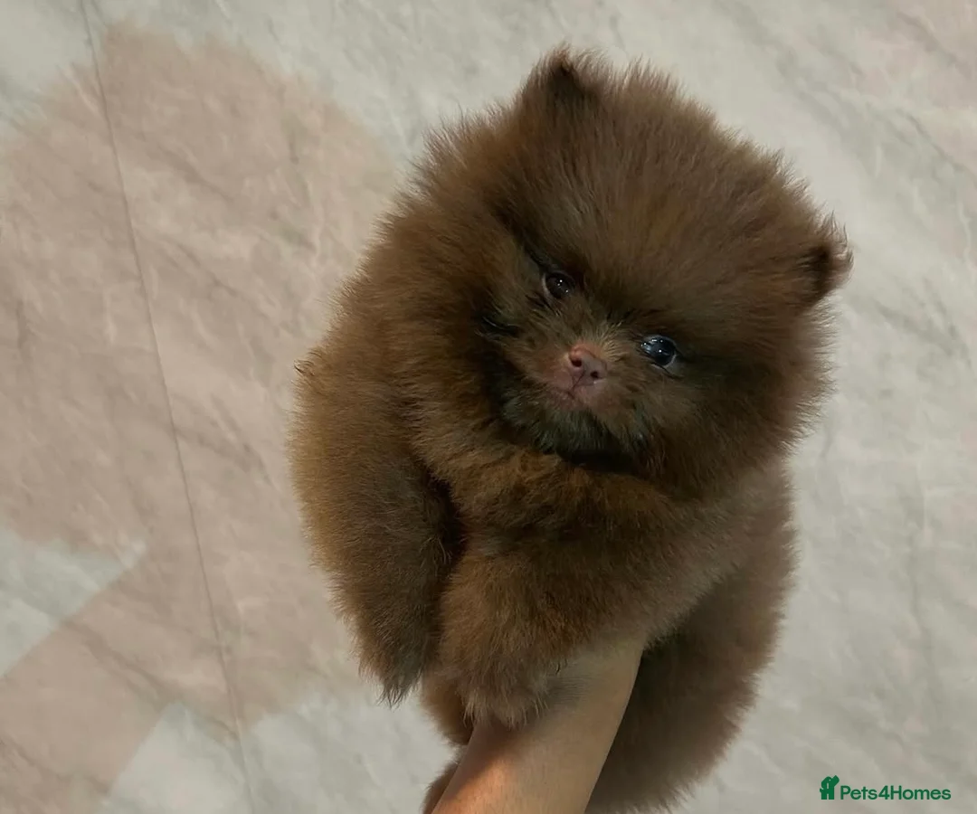 Pomeranian dogs for stud: Russian & Taiwanese  Pomeranian stud chiao li ya - Advert 11