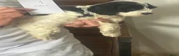 Mixed Breed dogs for sale: Cocker Spaniel x Cavapoo puppies available  - Advert 5