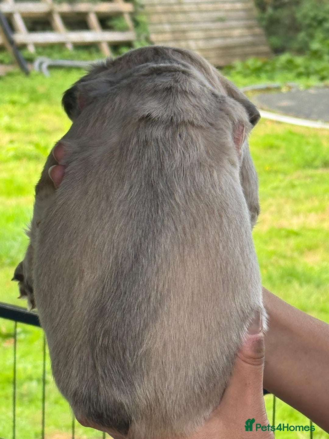 French Bulldog dogs for sale: *Fluffy Frenchie Pups* - Advert 9