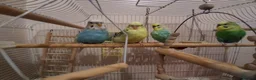 Budgerigars birds for sale: 4 Budgies in Birmingham - Advert 2