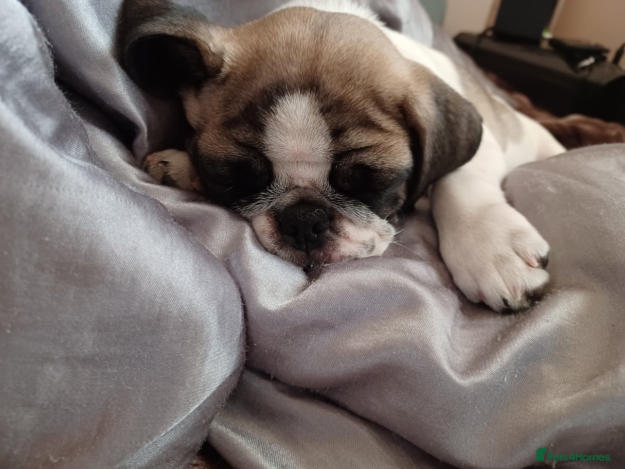 Pug dogs for sale: 4 Years old female pug for sale in Nottingham - Advert 4