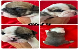 English Bulldog dogs for sale: KC Registered English Bulldog Puppies - Image 12