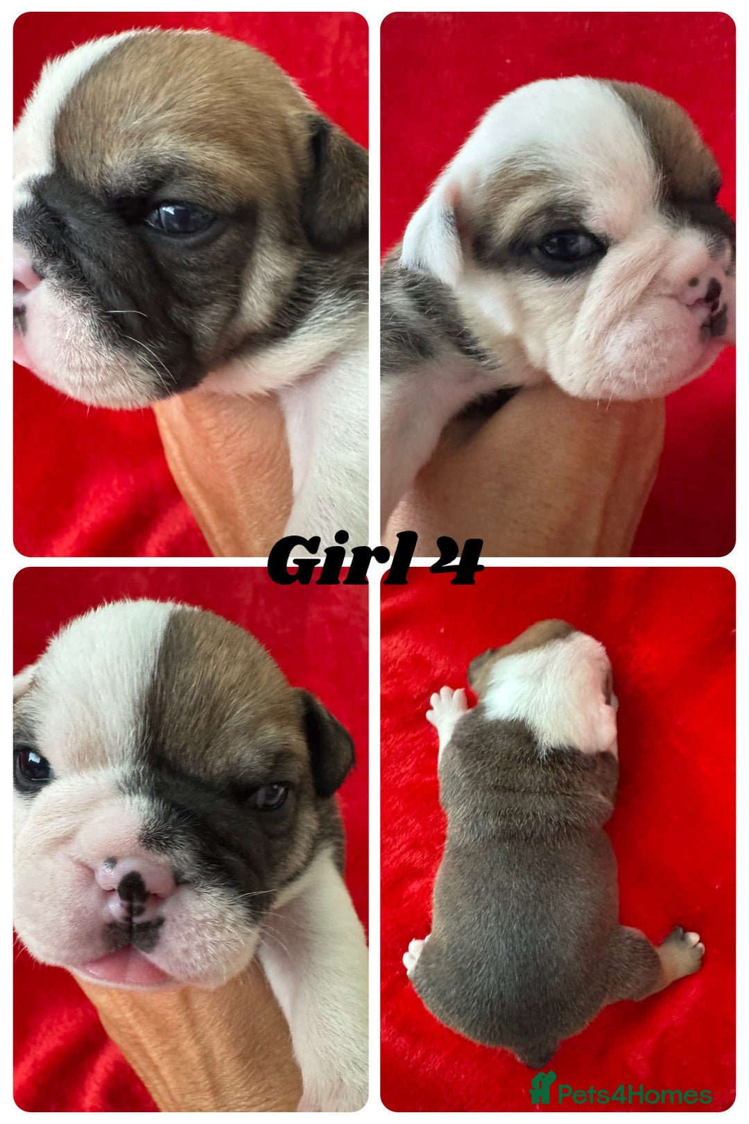 English Bulldog dogs for sale: KC Registered English Bulldog Puppies - Image 12
