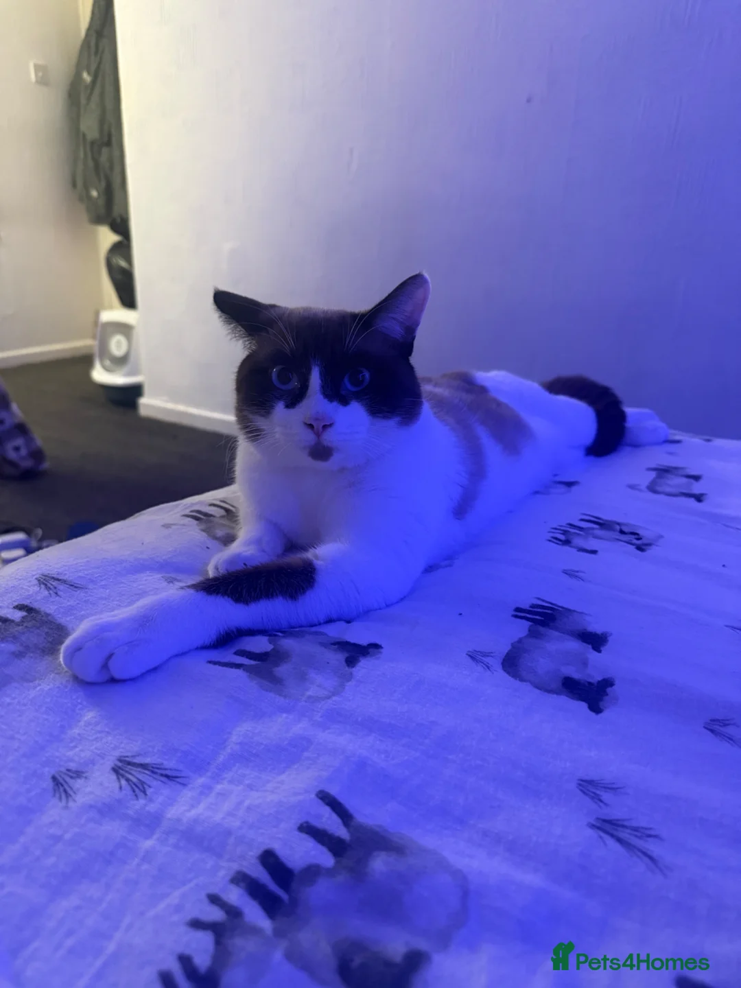 Siamese cats for sale: urgent home needed in Rotherham - Advert 9