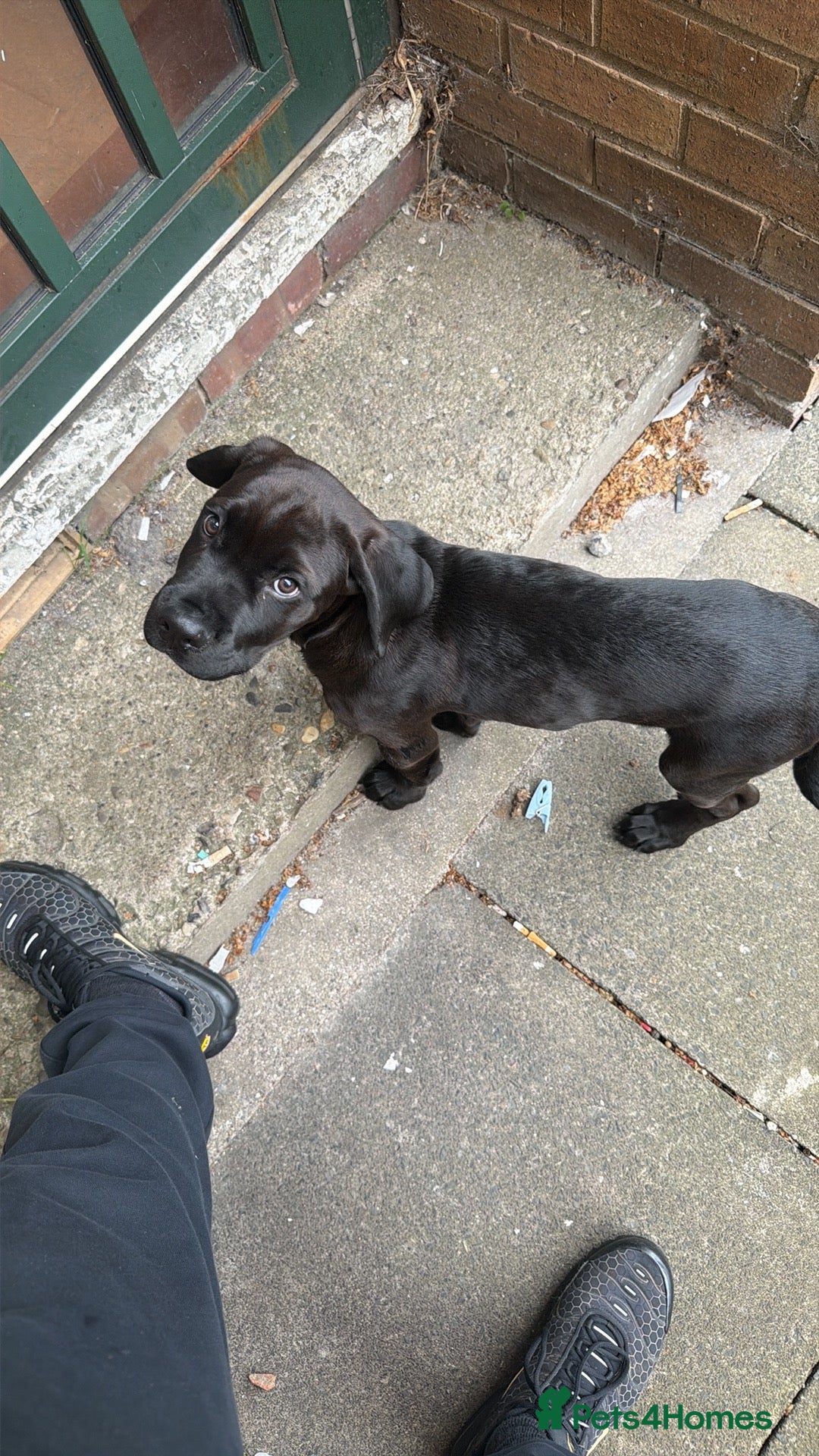 Mixed Breed dogs for sale: Kano  - Advert 4