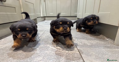 Rottweiler dogs KC German Rottweiler Puppies - Advert 4