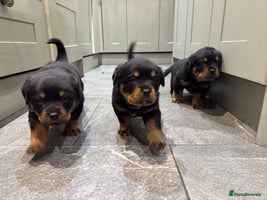 Rottweiler dogs KC German Rottweiler Puppies - Advert 1
