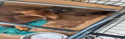 Jackshund dogs for sale: Dachshunds x jackrussell puppys - Advert 2