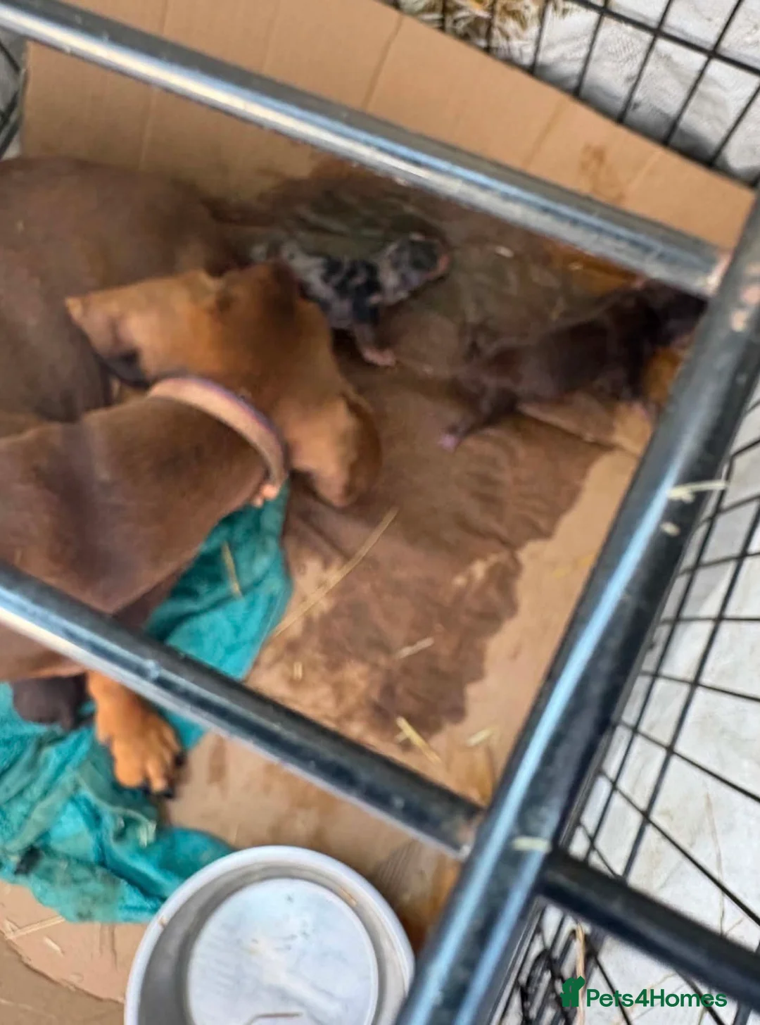 Jackshund dogs for sale: Dachshunds x jackrussell puppys - Advert 2