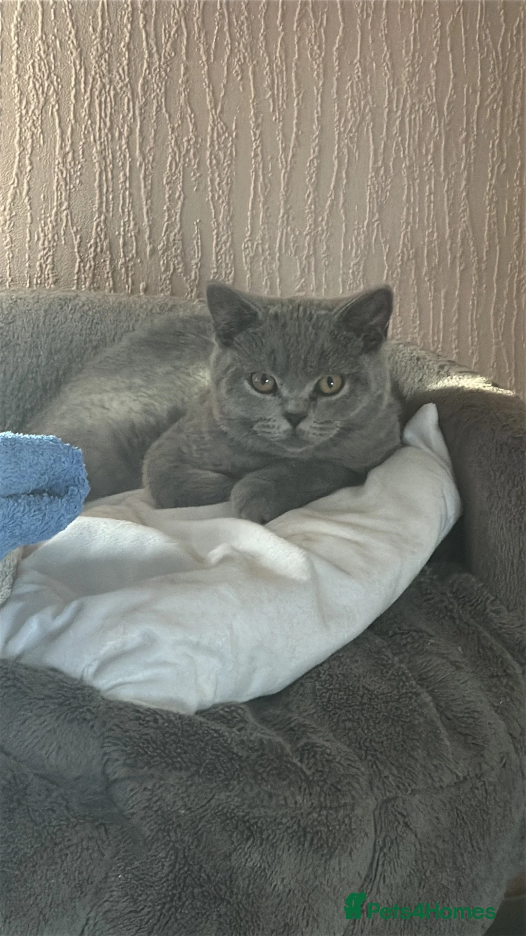 British Shorthair cats for sale: British shorthair kittens  - Advert 8