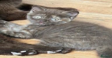 British Shorthair cats - Advert 1