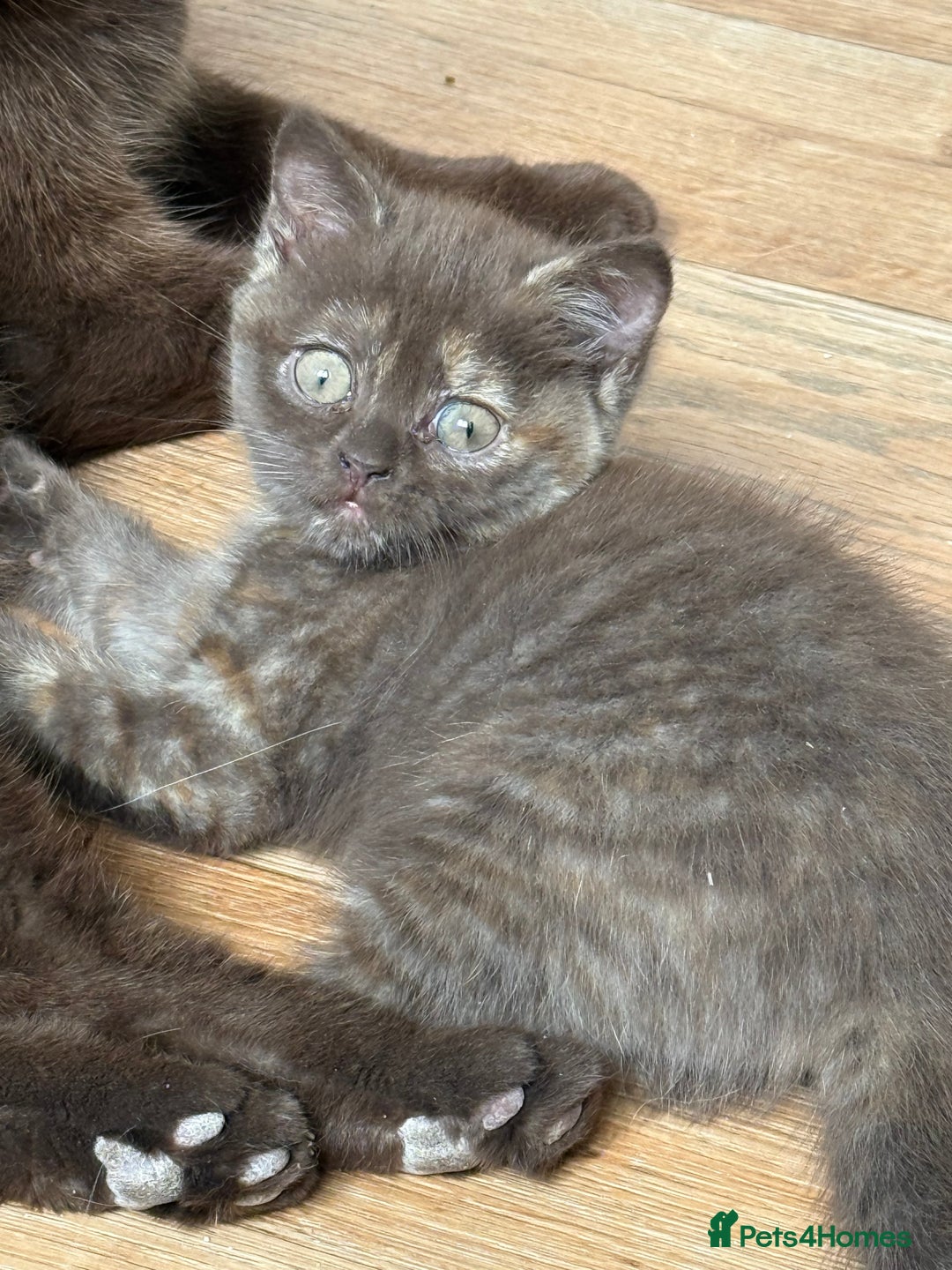 British Shorthair cats for sale: Chocolate Tortie  - Image 2