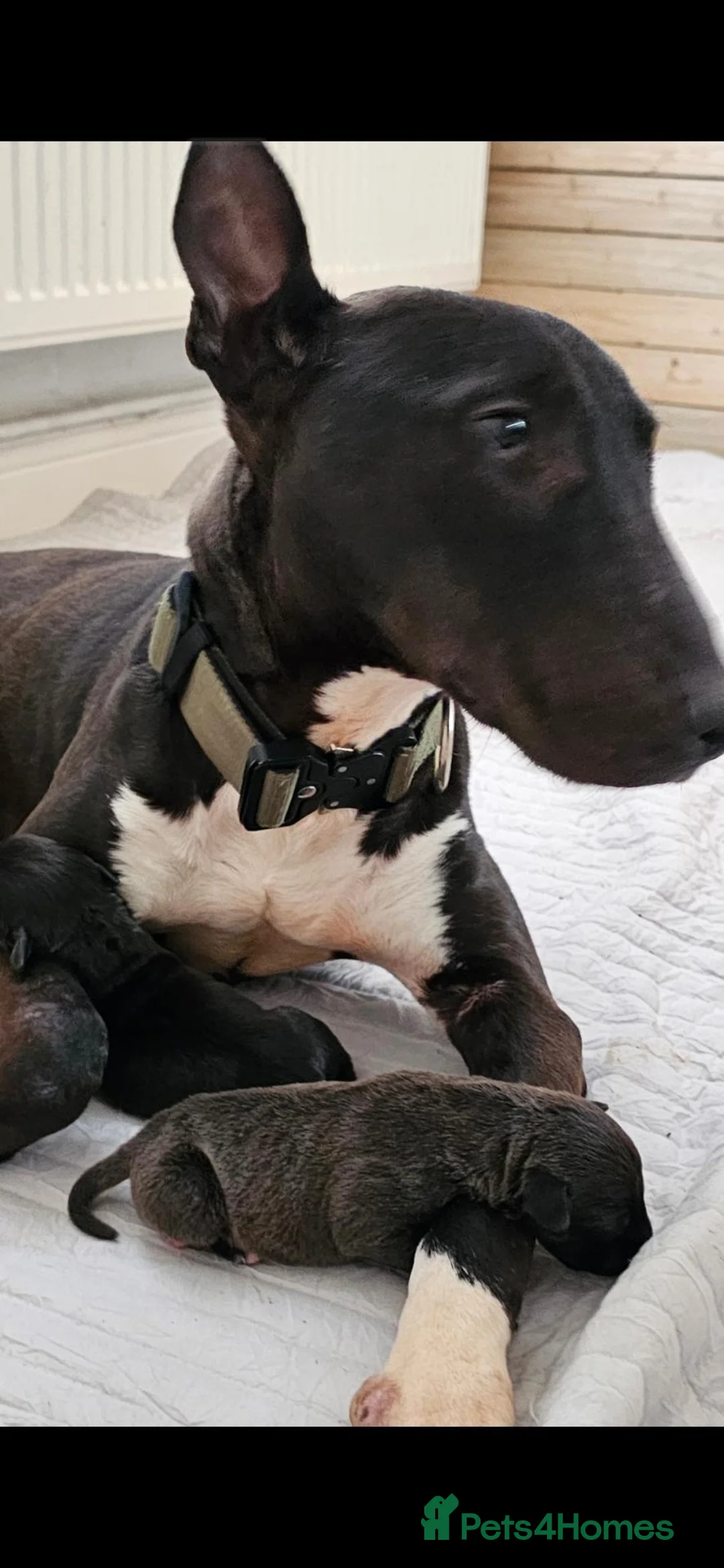 Mixed Breed dogs for sale: EBT x Whippet in Burntwood - Advert 1