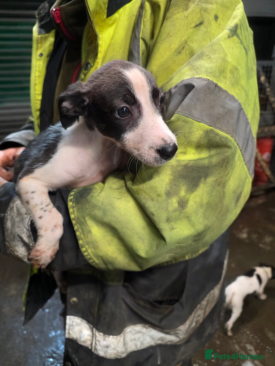 Mixed Breed dogs for sale: Saluki bullgreyhound x bedlington whippet - Advert 2