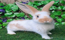 Giant Papillon rabbits for sale: Pure Giant Papillon Kits - Vaccinated - RESERVE - Image 2