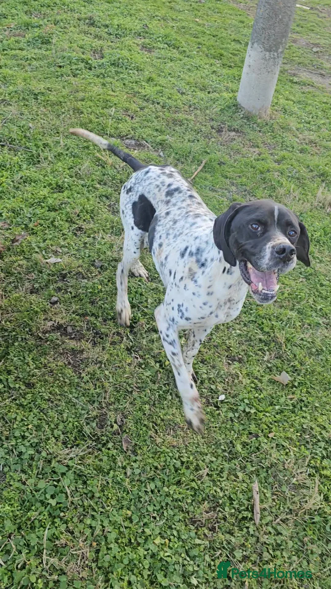 Pointer dogs for adoption: Santos in Leeds - Advert 2