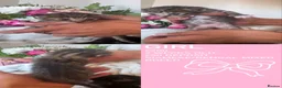 Mixed Breed cats for sale: Bengal cross siamese babies  in Telford - Advert 4