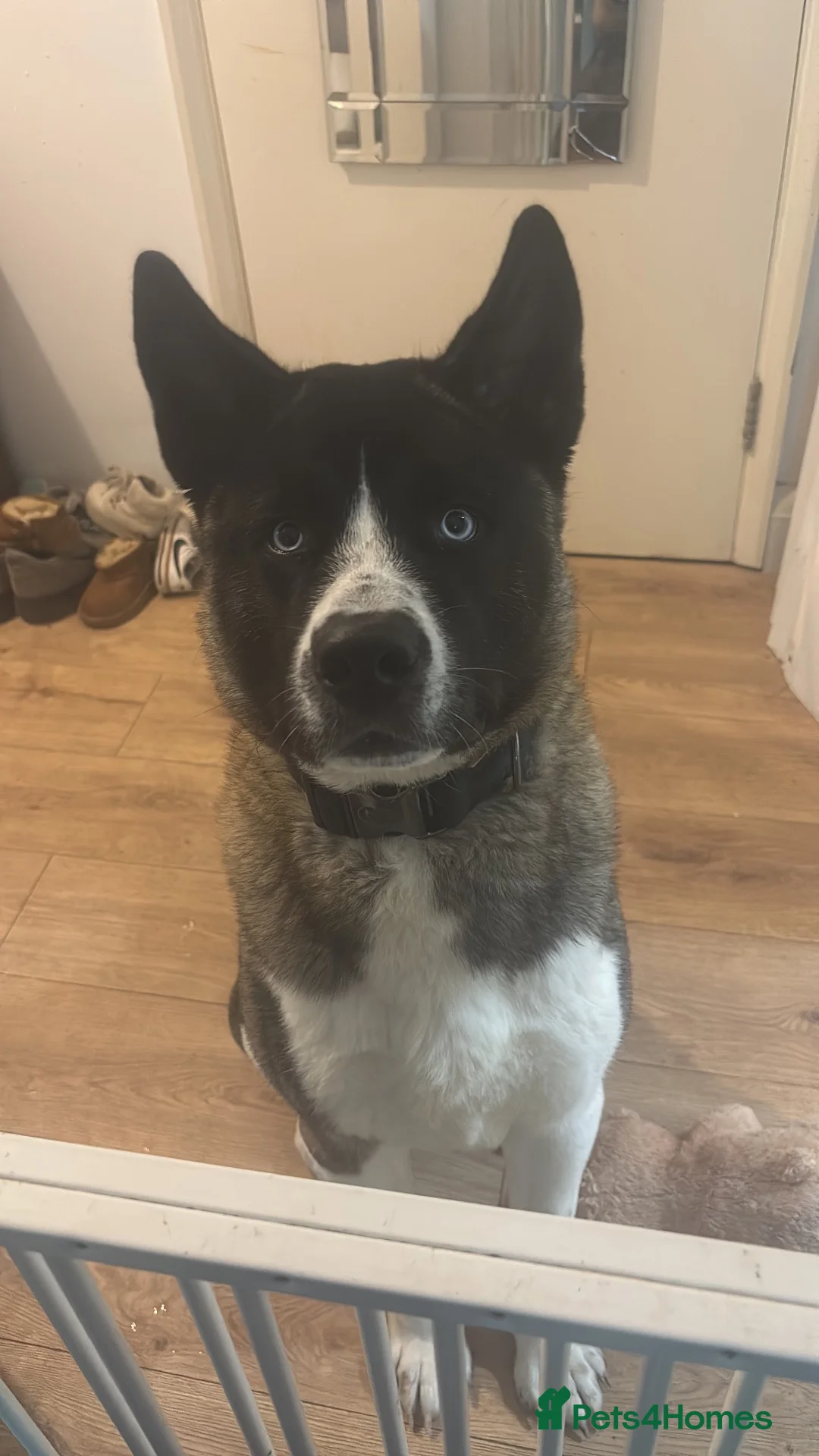 Akita dogs for sale: Meet loki - Advert 4
