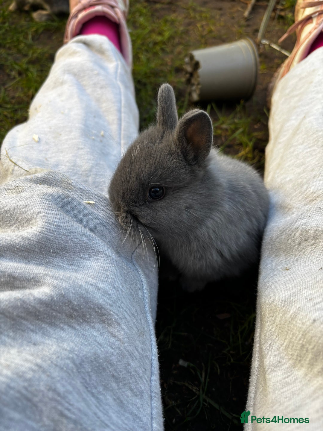 Netherland Dwarf rabbits for sale: Pure Netherland dwarf  - Advert 5