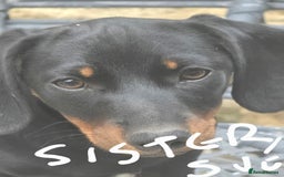 Dachshund dogs for sale: Dauchund puppies - Image 3